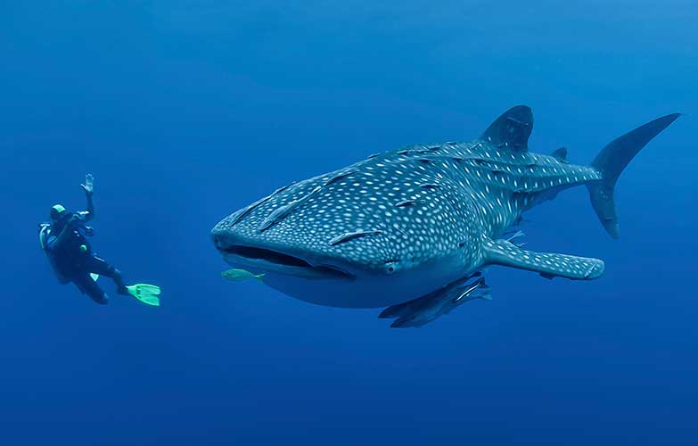 diving-with-whale-shark-philippines