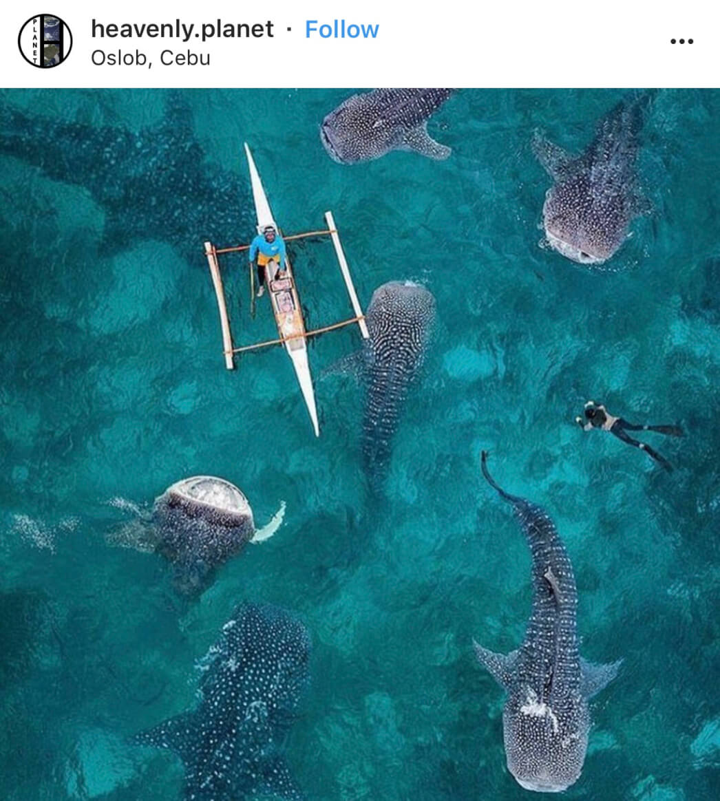 Oslob Whale watcher - The Top 20 Best Instagram Locations in the Philippines!