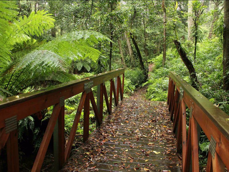 Merimbula Guide - Goodenia Rain Forest Walk