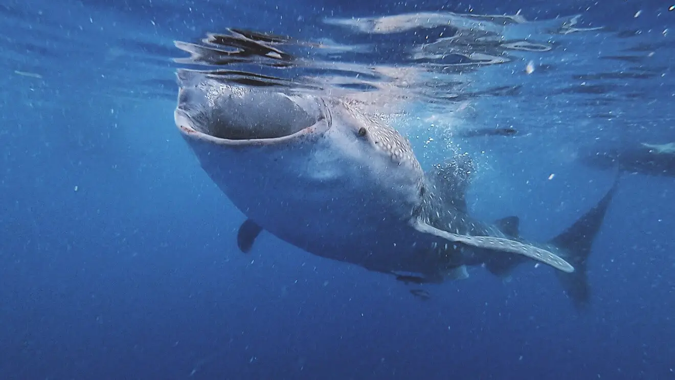 Whale Shark Swimming - Oslob and Moalboal