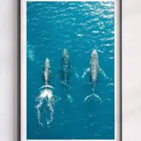 07 Humpback Whales Drone Print