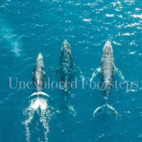 07 Humpback Whales Drone Print