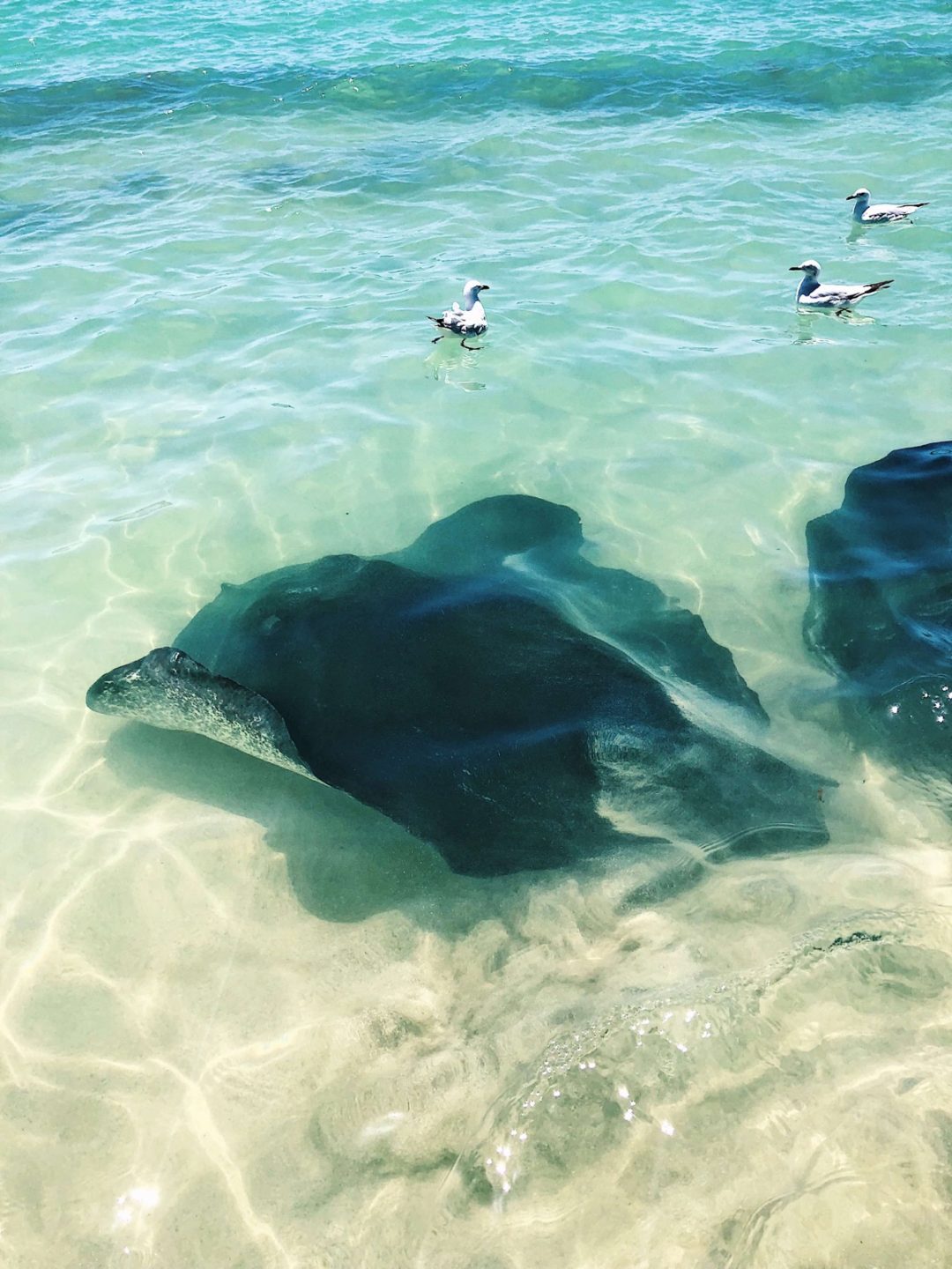 hamelin-bay-stingrays-when-and-where-to-see-the-stingrays