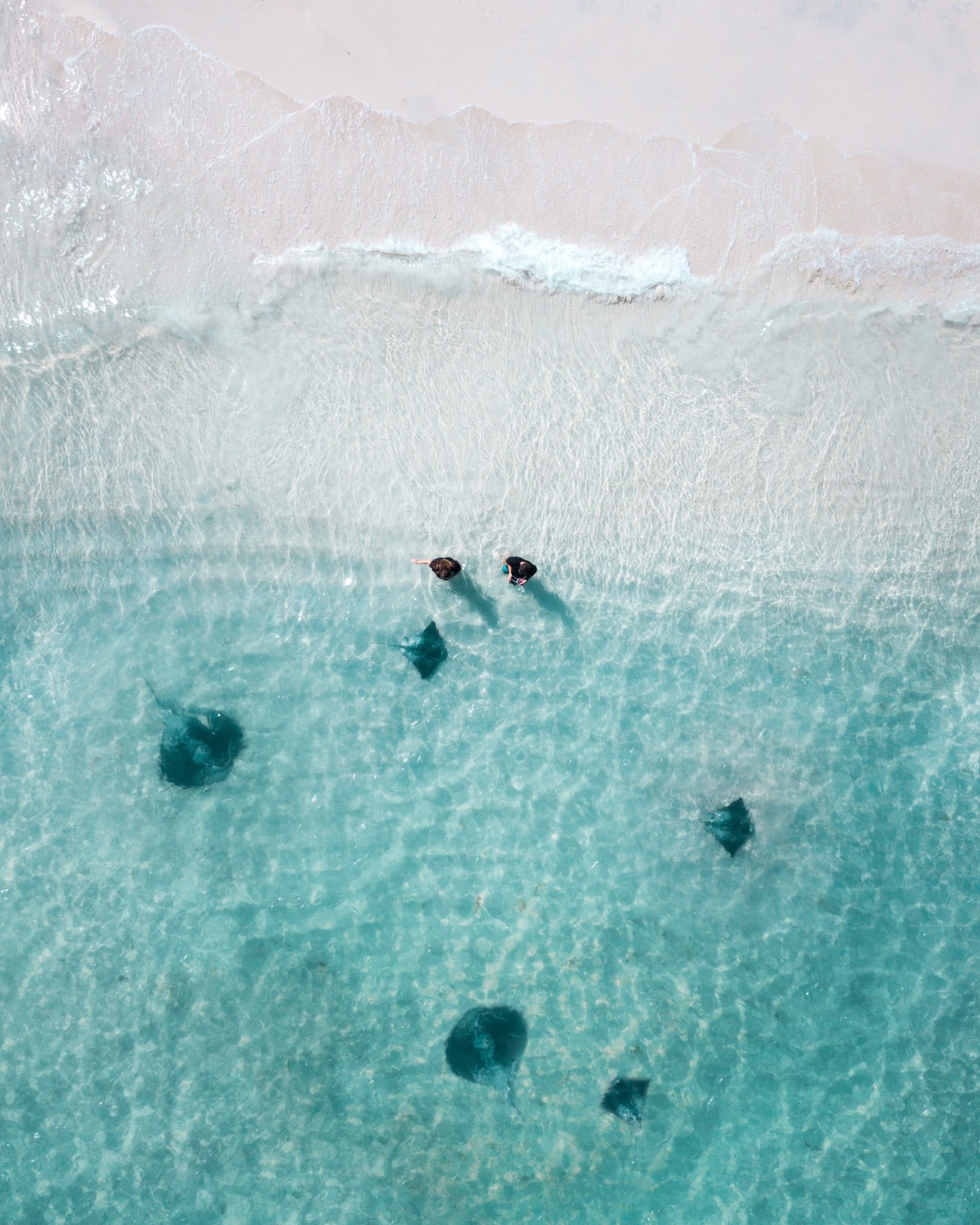 Sting Rays - Hamlin Bay Beach