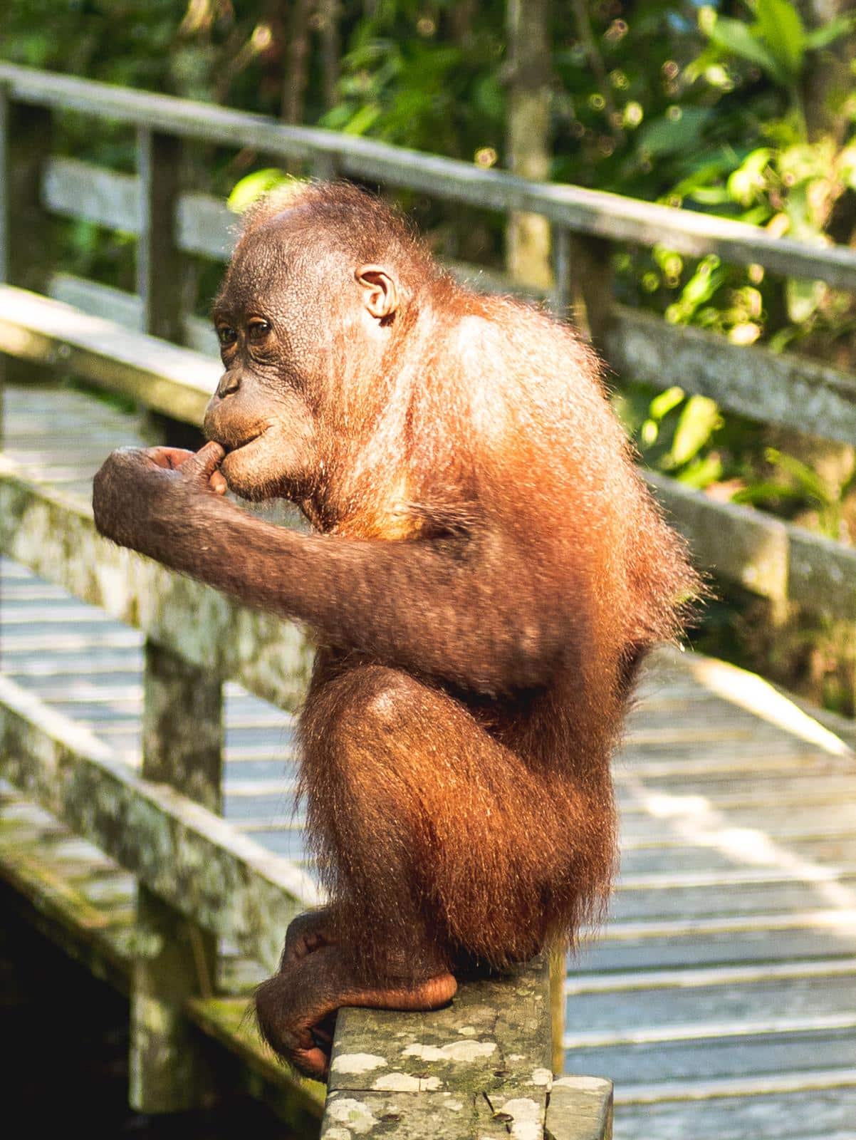 Borneo orangutan - borneo jungle