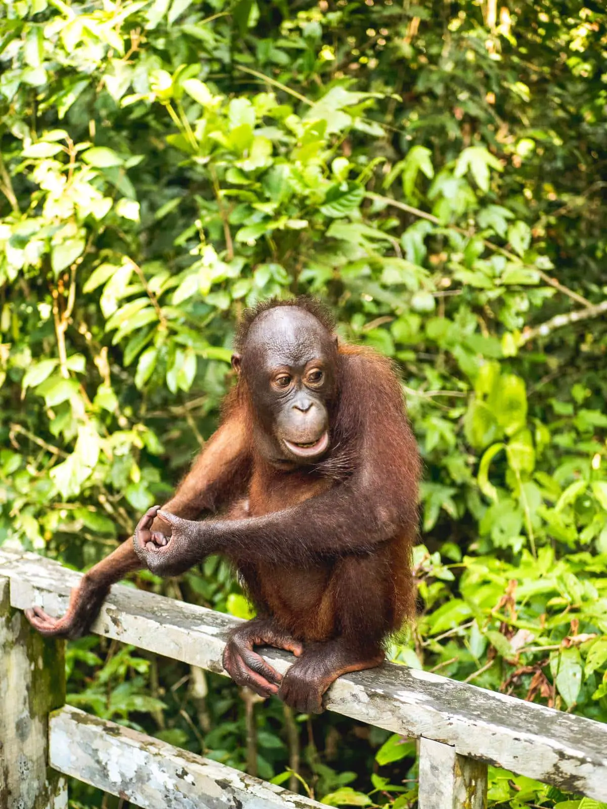 Borneo orangutan - sepilok
