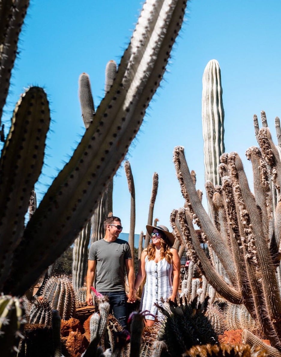 Cactus Garden