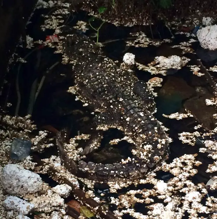 Crocodiles In Abandoned Water Park Hue 