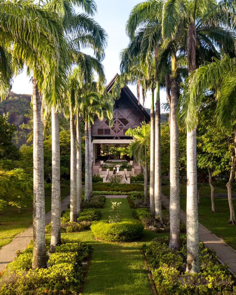 Hotel Kota kinabalu- Palm trees