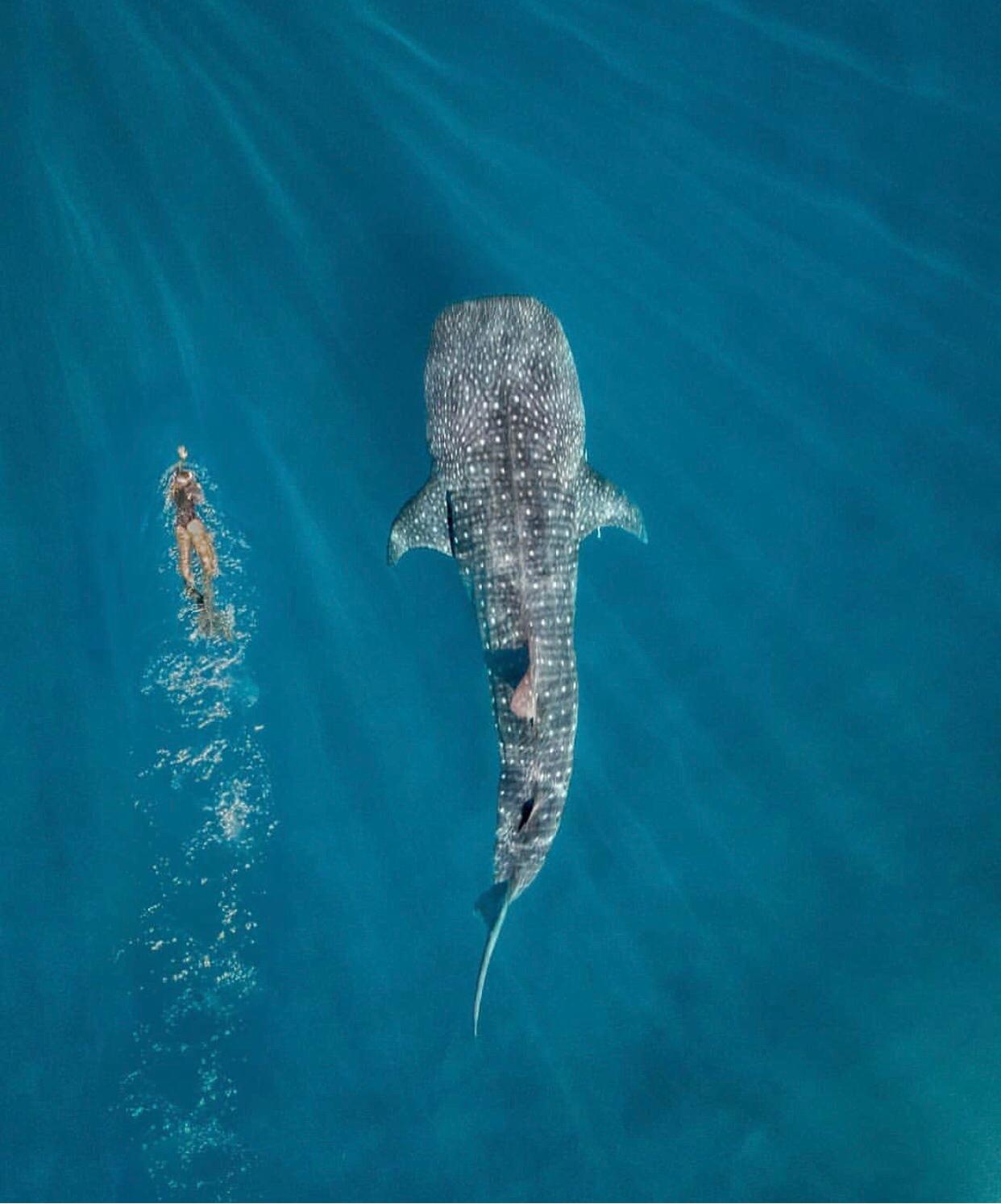 Ningaloo Reef