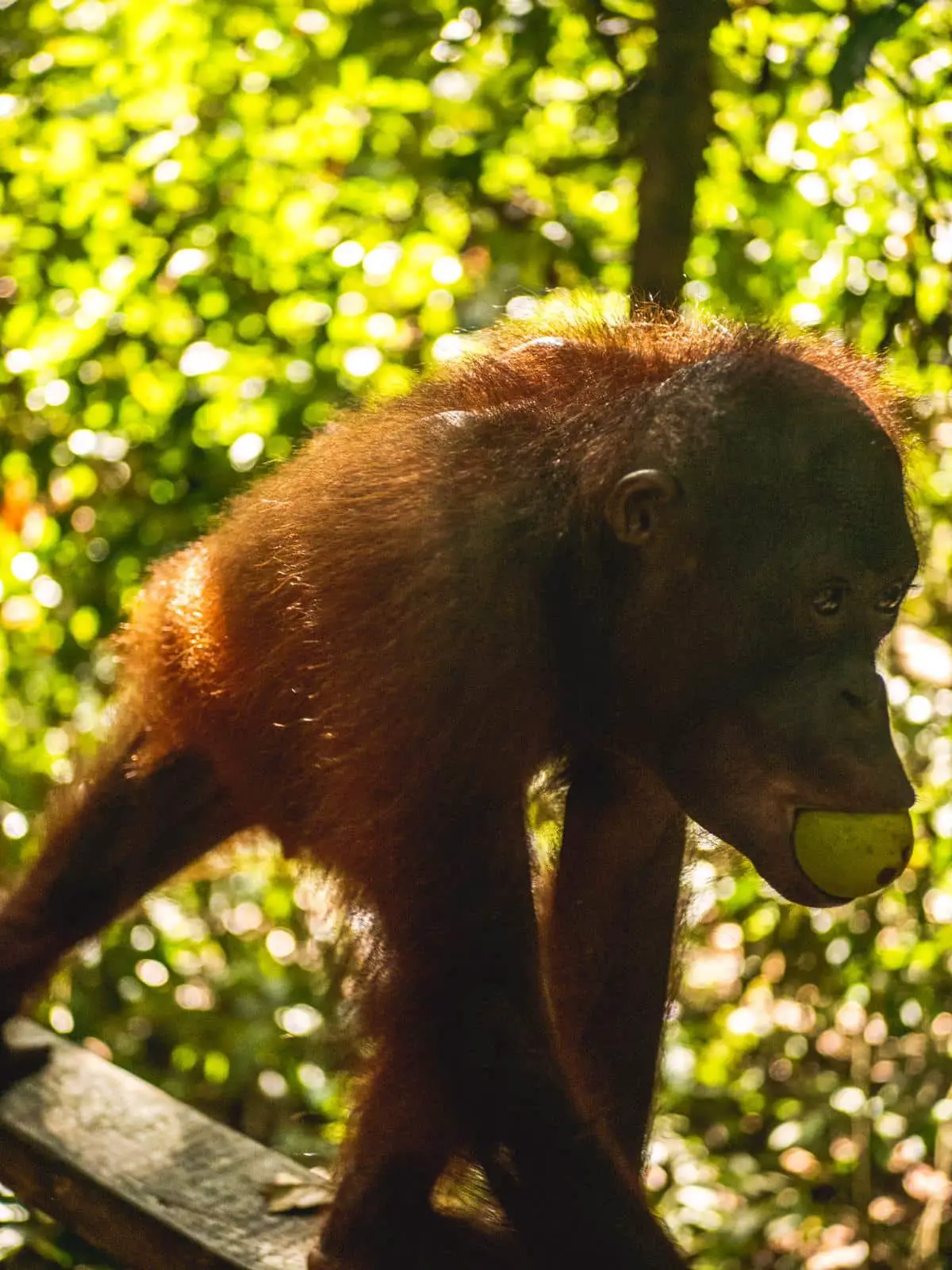 Borneo orangutan - borneo jungle