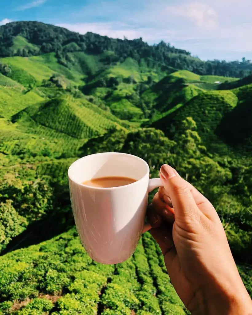 Cameron Highlands Malaysia – The Ultimate Travel Guide
