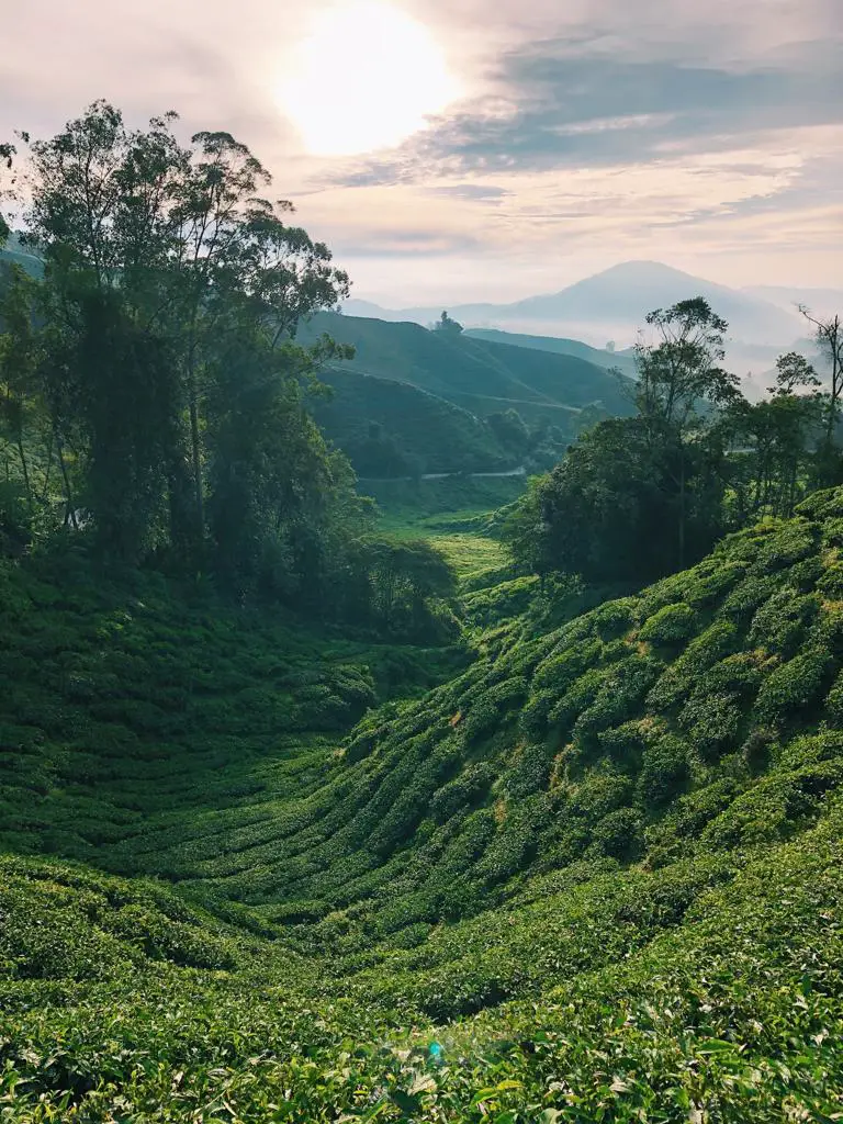 Cameron Highlands Malaysia - The Ultimate Guide and Itinerary - Curves -Unexplored Footsteps
