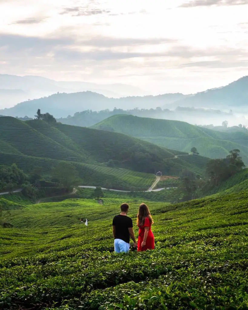 Cameron Highlands Malaysia - The Ultimate Guide and Itinerary - Unexplored Footsteps
