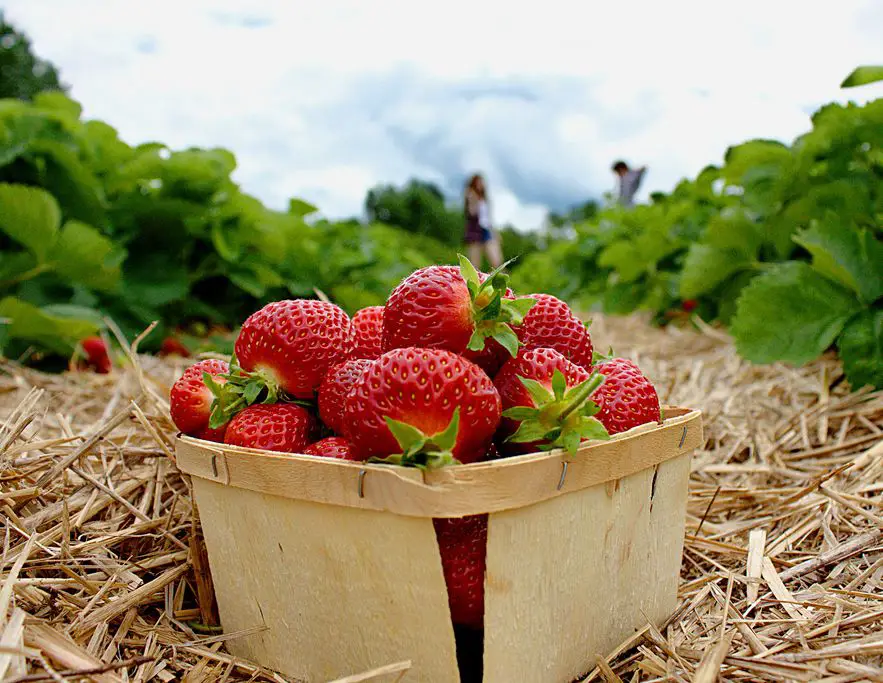 Stawberry Farm