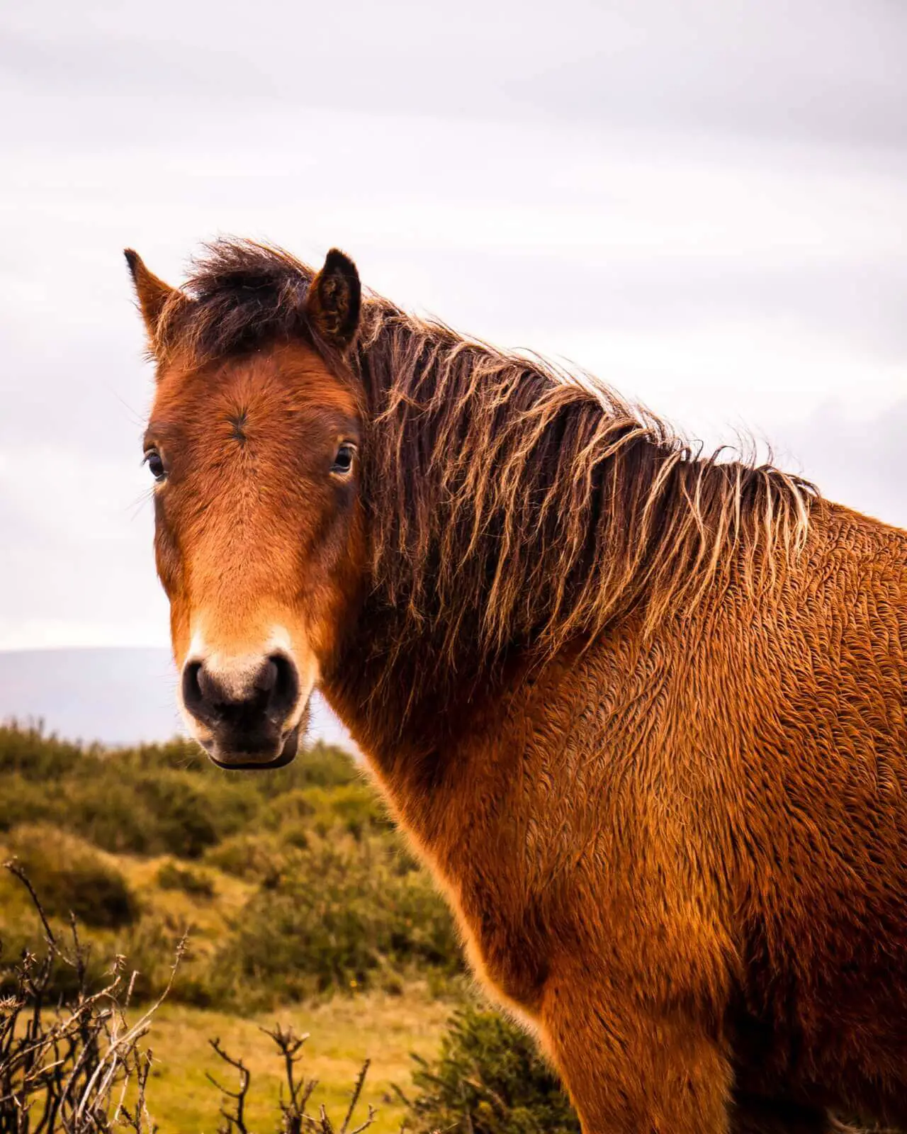 Dartmoor national park pony