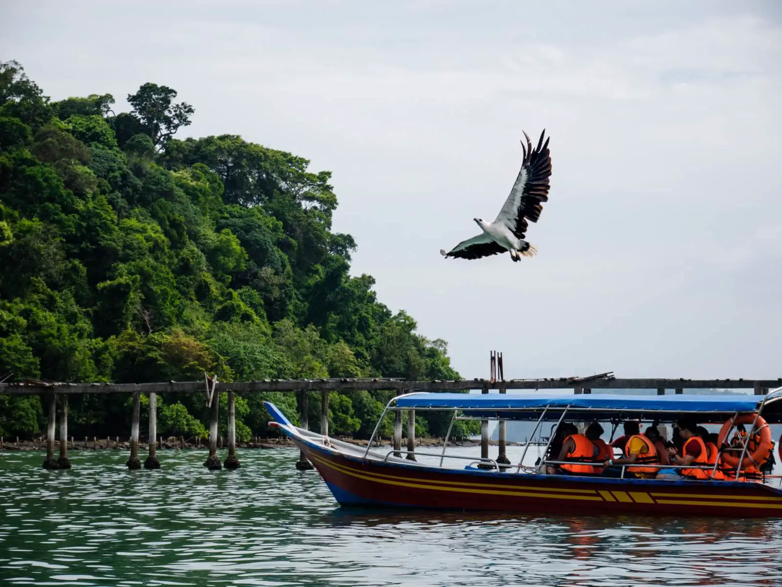 Eagle feeding, Island hopping Langkawi