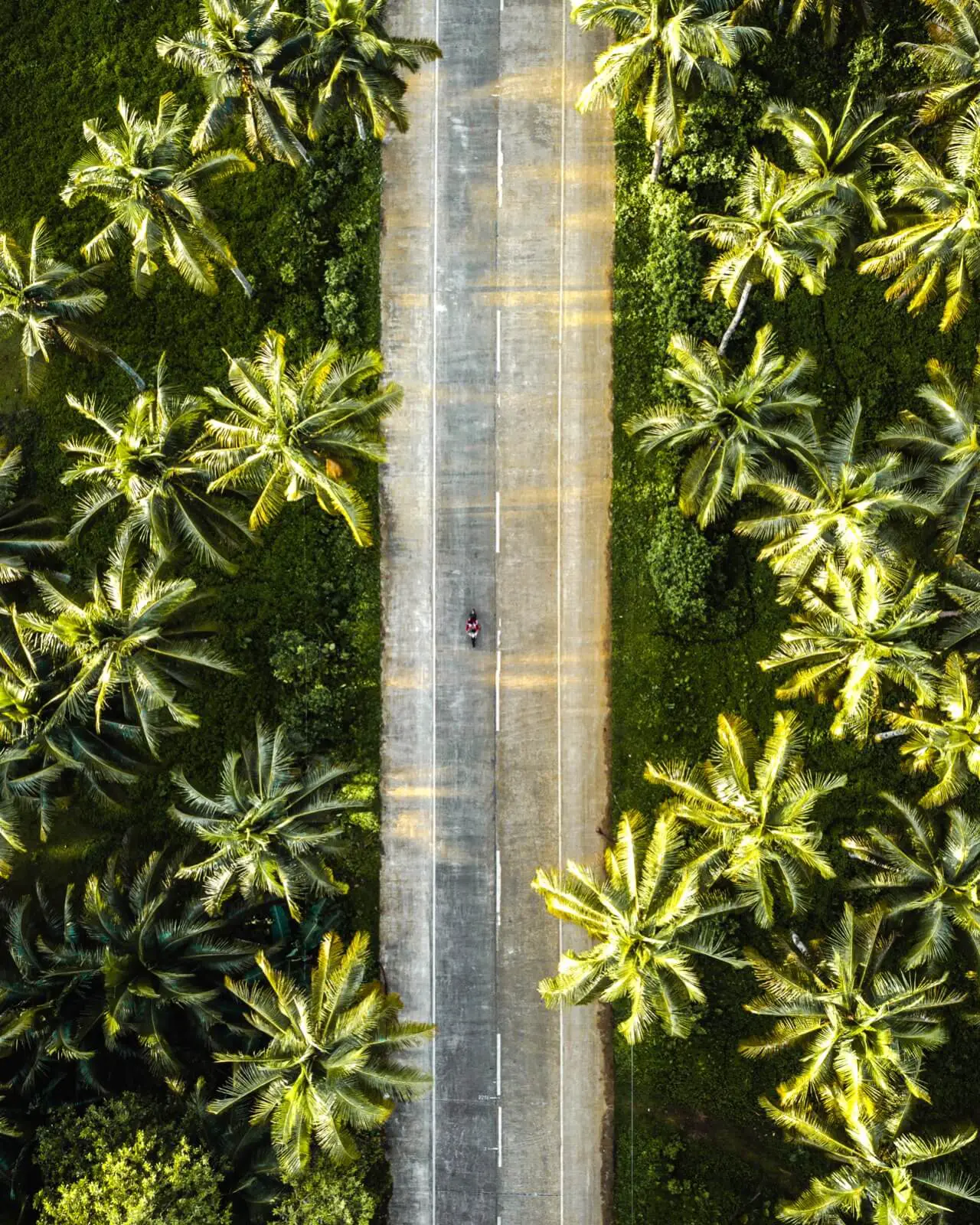 The Palm Tree Road Siargao - drone shot
