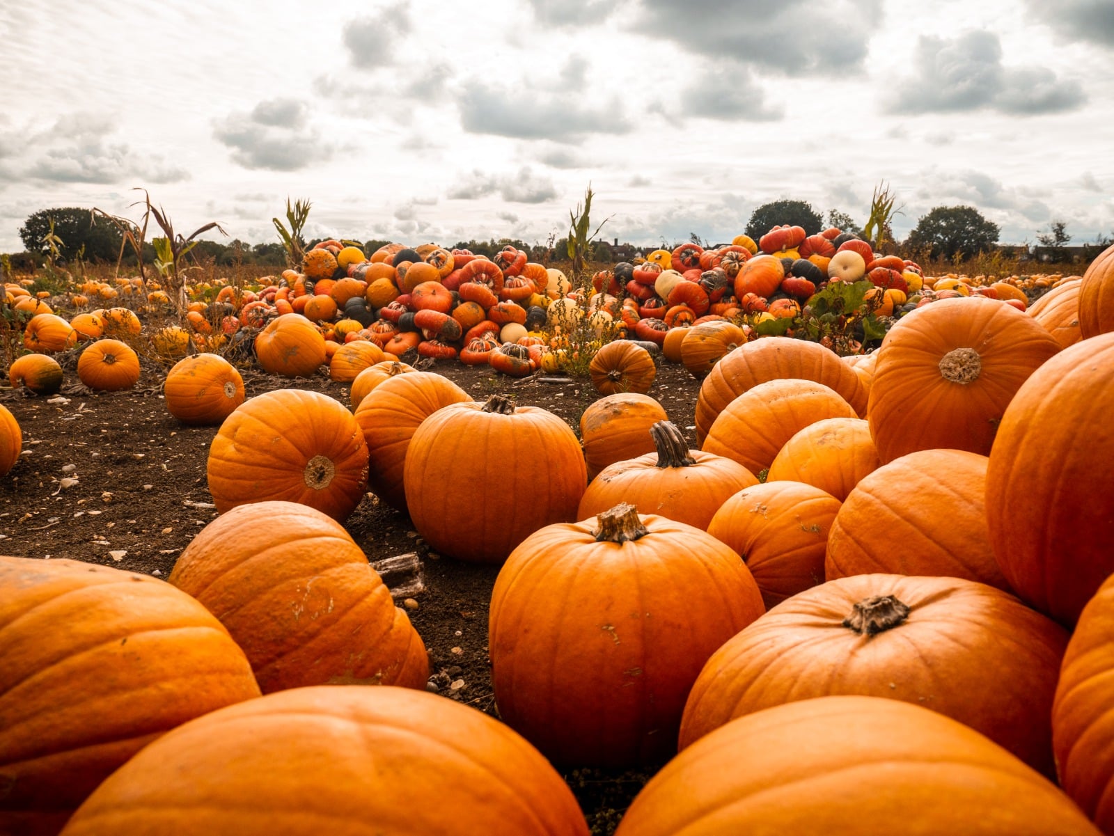 Pumpkins and squashes